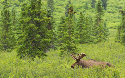 Light brown moose walks through very tall green grass amongst fir trees in Denali National Park on the AK Grand Adventure.