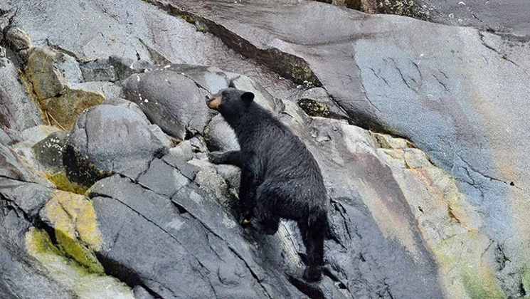 Young black bear climbs up large rocky cliff of gray stones with green lichen, seen on an Alaska Quest charter cruise.