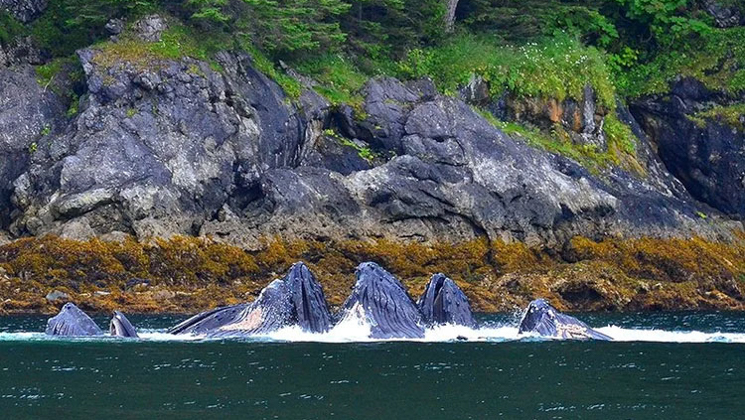 Humpback whales with dark gray skin simultaneously poke heads out of calm sea to bubblenet feed beside rocky shore in Alaska.