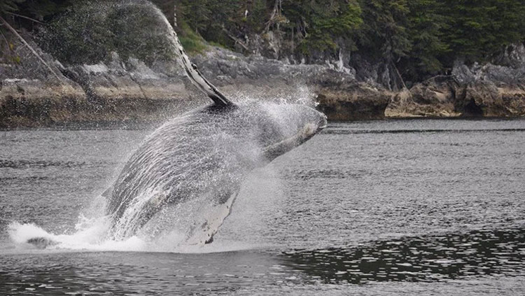 Humpback whale with gray skin leaps out of calm sea beside rocky shoreline with barnacles exposed at low tide in Alaska.