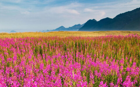 Alaska Wildland Collection photo 4