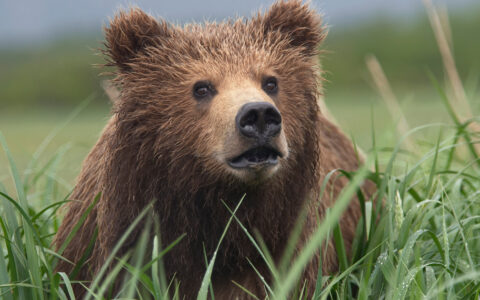 Brown grizzly bear stands in tall green grass, seen on the Ultimate Alaska Wildlife Safari in Denali, Kenai & Katmai National Park.