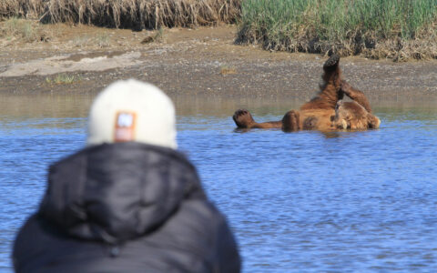 A traveler watches a grizzly bear bathing in a river in Katmai, Alaska.