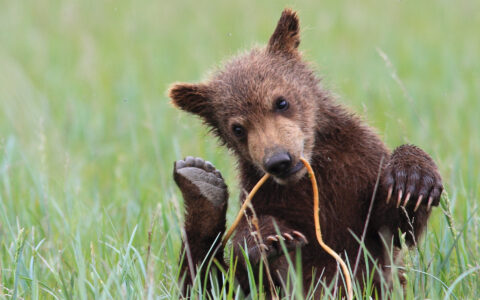 Young grizzly bear cub plays with grass in a lush Katmai meadow in Alaska.