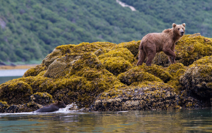 Two grizzly bears explore mossy shoreline rocks along Alaska's Katmai coast.