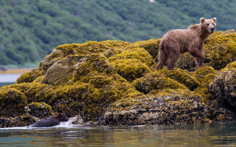 Bear navigating up green and yellow mossy rocks as it exits the water into onto the land