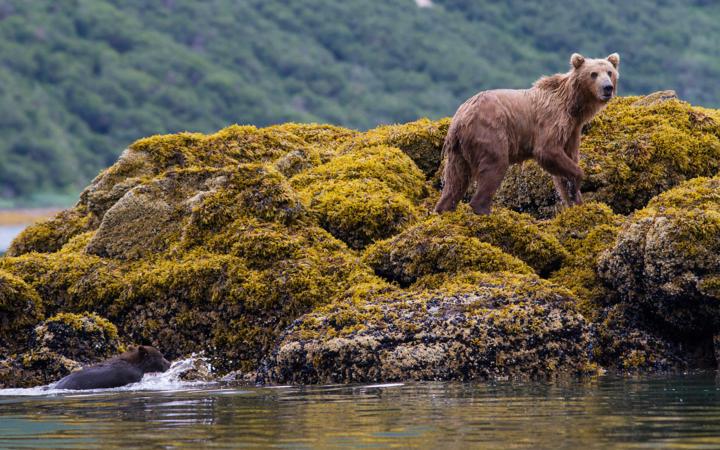 Bear navigating up mossy green and yellow rocks as it exits the water into onto the land