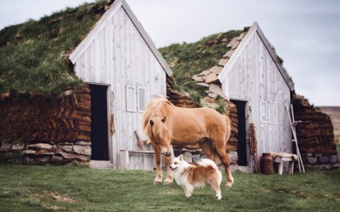 An Icelandic horse and sheepdog stand outside traditional turf-roofed farm buildings in Iceland.