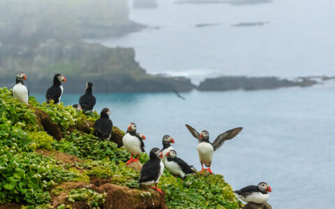 Atlantic Puffins, Gromsey Island, Iceland.