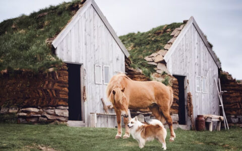 Glaumbær Farm In northern Iceland is now a museum, where visitors can tour beautifully-preserved turf houses.