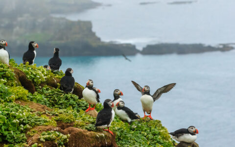 Atlantic Puffins, Gromsey Island, Iceland.