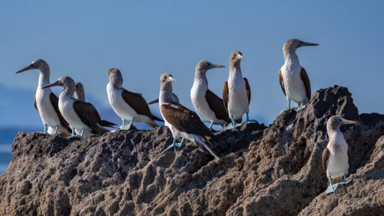 Blue-footed boobies standing on a small islet near Salsipuedes Island, Baja California, Gulf of California, Mexico.