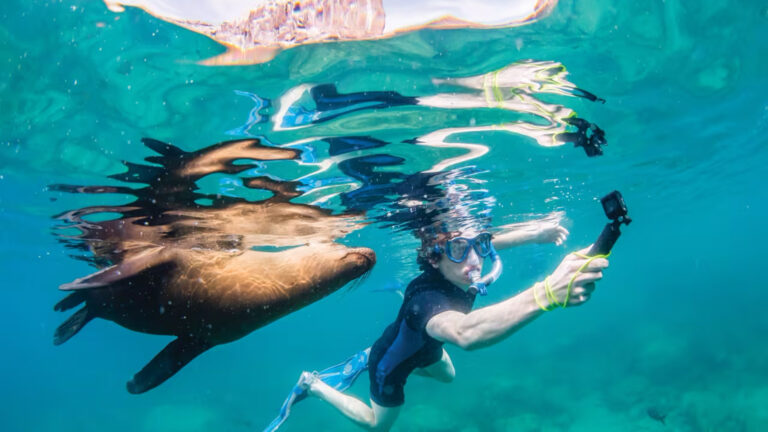 A guest snorkeling and photographs a seal in Los Islotes, Baja California Sur, Mexico.