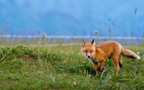 Red & white-fur fox walks through tall green grass in Lake Clark National Park, Alaska.