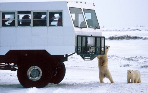 Polar rover vehicle with polar bears touching the bumper.