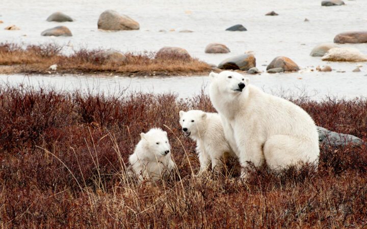 A mama polarbear and her babies sitting in dark tall grass next to a body of water on a cloudy day