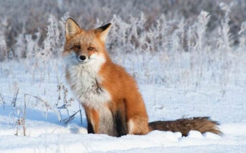 A red arctic fox siting on the snow looking at the camera.