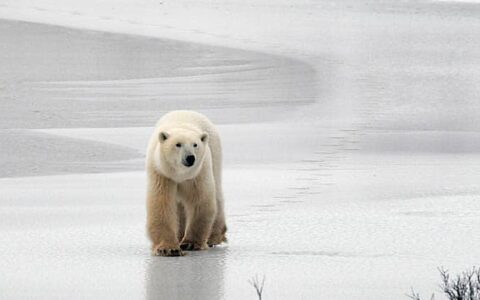 A lone polar bear walking across the ice towards the camera.
