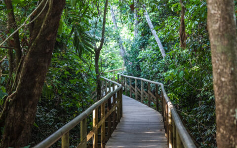 Wooden jungle canopy walkway through dense green rainforest, seen on the Kontiki Pura Vida Costa Rica luxury cruise.