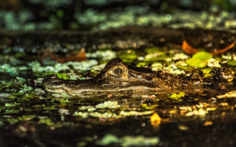 A small caiman pokes his head up through the surface of the water with water plants while on Delfin I Amazon River Cruise in Peru