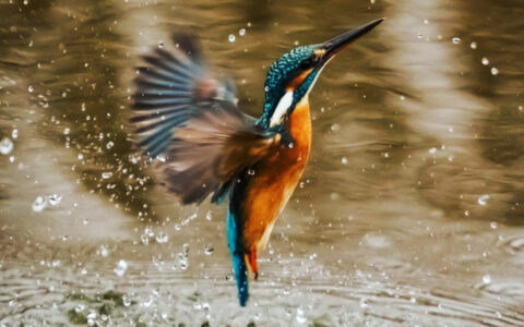A beautiful blue and orange bellied hummingbird is seen here bathing in the river while with Delfin I Amazon River Cruise in Peru