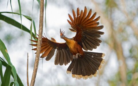 Hoatzin bord with dark & tan feathers flies between tree branches during the Delfin III Amazon River Cruise.