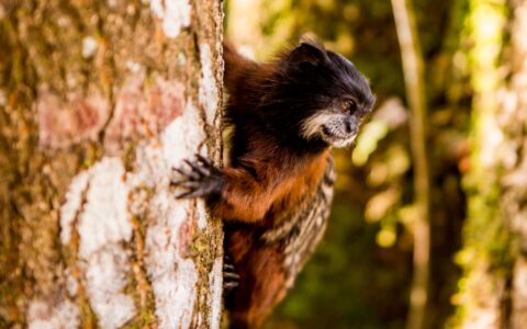 Dark & tan monkey grips a tree trunk on a sunny day, seen during the Delfin III Amazon River Cruise in Peru.