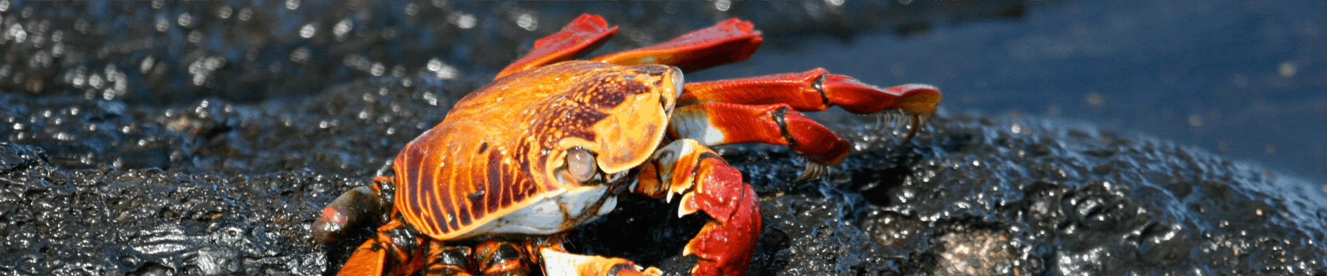 sally lightfoot crab perched on a rock with water behind it on a sunny day in the galapagos islands