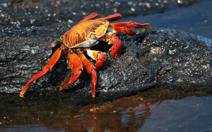 galapagos sally lightfoot crab perched on a rock next to the water