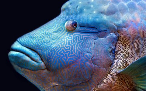 Maori wrasse multi-colored fish seen on a Great Barrier Reef cruise.