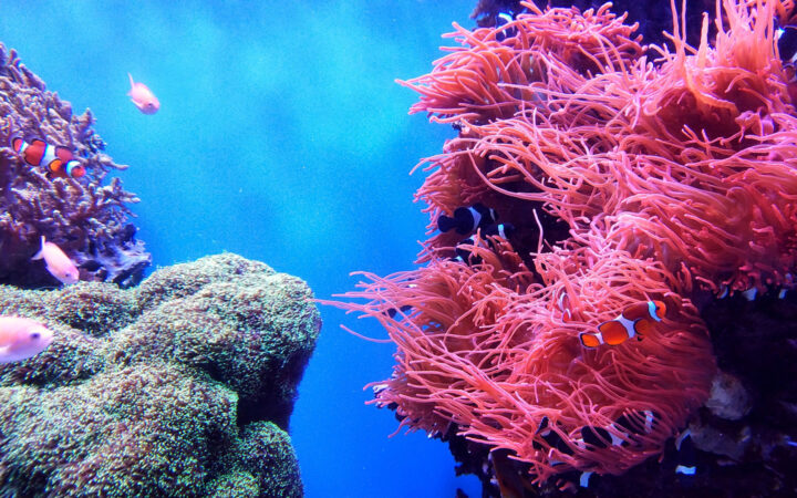 Small tropical fish swim near bright pink sea anemones & green coral in bright blue waters during the Great Barrier Reef Cruise.