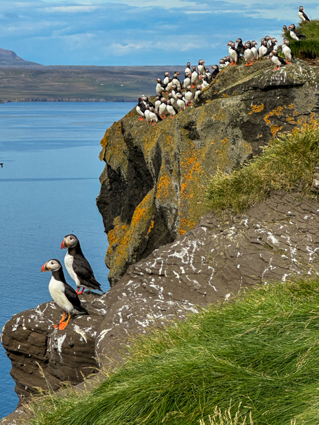 Manu puffins sitting on the cliffs overlooking the waters of Iceland,on rocky, grassy landscape