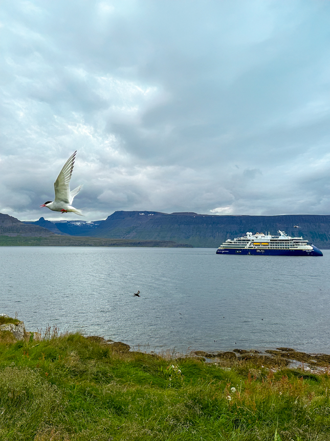 white and black bird flying by on a cloudy day in front of National Geographic Endurance in front of green mountains, on a cloudy day