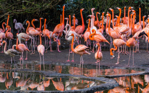 Large group of bright pink American flamingos stand together at the edge of black lagoon pools in the Galapagos.