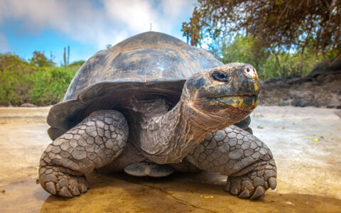 Galapagos tortoise seen at ground level, sitting on muddy earth near bright green trees & under blue sky.