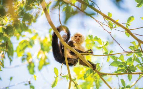 Small, white-faced capuchin monkey in tan & brown fur sits on a leafy branch & curls its tail in the sun.