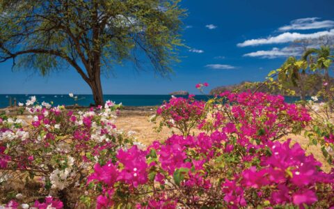 Coco Beach, Costa Rica with pink & white flowers, lone tree & dry grass under blue sky.