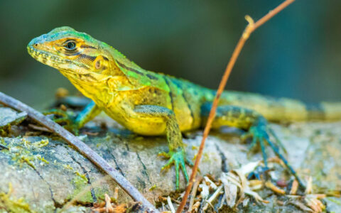 A green and yellow lizard sits still on a fallen tree