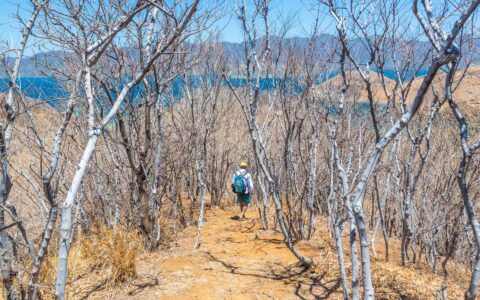 A man is hiking through leafless trees in front of water and mountains