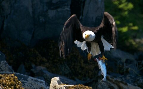 Bald eagle flaps its wings as it comes in for a landing on a rock, seen during the Prince William Sound Cruise & Rail Adventure.
