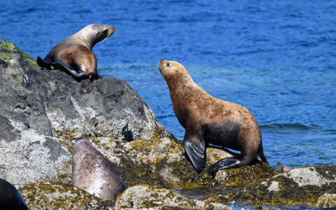 Steller sea lions rest on coastal rocks in Prince William Sound.
