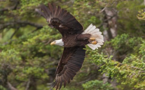 Bald eagle spreads its wings wide as it flies with green trees in the background on the Prince William Sound Discovery cruise.