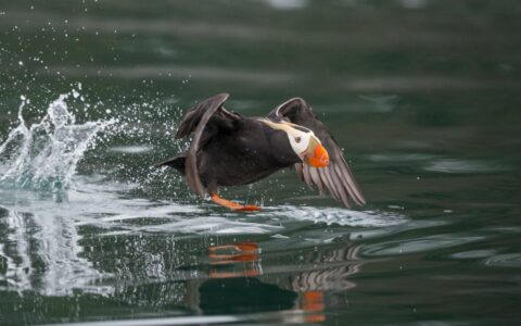 Puffin with bright orange-tipped beak & dark feathers flies into the water to catch its prey on an Alaska small ship cruise.