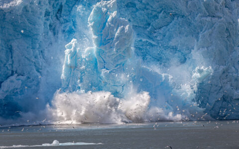 Glacier calves into the water as seabirds scatter in Kenai Fjords National Park.