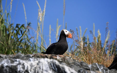 Tufted puffin rests among coastal grasses in Kenai Fjords National Park.