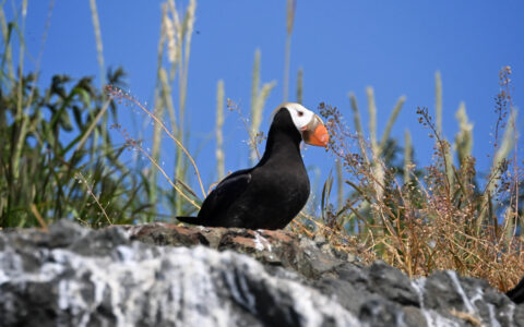 Here is a cute puffin looking out over the cliffs on this cruise to the Kenai Fjords aboard the Sea Star one of many beauties