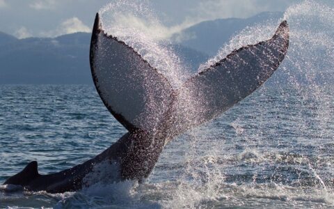 Fluke of a black & white orca's tail sprays water behind it as the whale dives back underwater, on a Kenai Fjords National Park cruise.