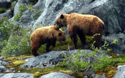 alaska grizzly bears standing in front of sheer rocks