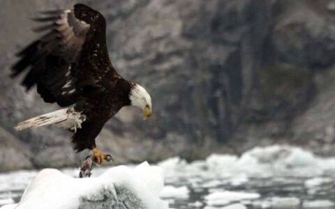 alaska bald eagle taking off in flight from ice