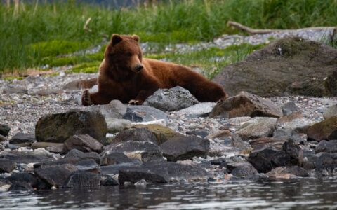 Brown bear laying along a rocky shoreline in the Inside Passage on an Alaska small ship cruise.
